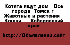 Котята ищут дом - Все города, Томск г. Животные и растения » Кошки   . Хабаровский край